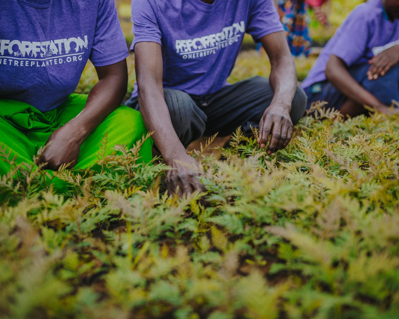 Saplings in Nursery