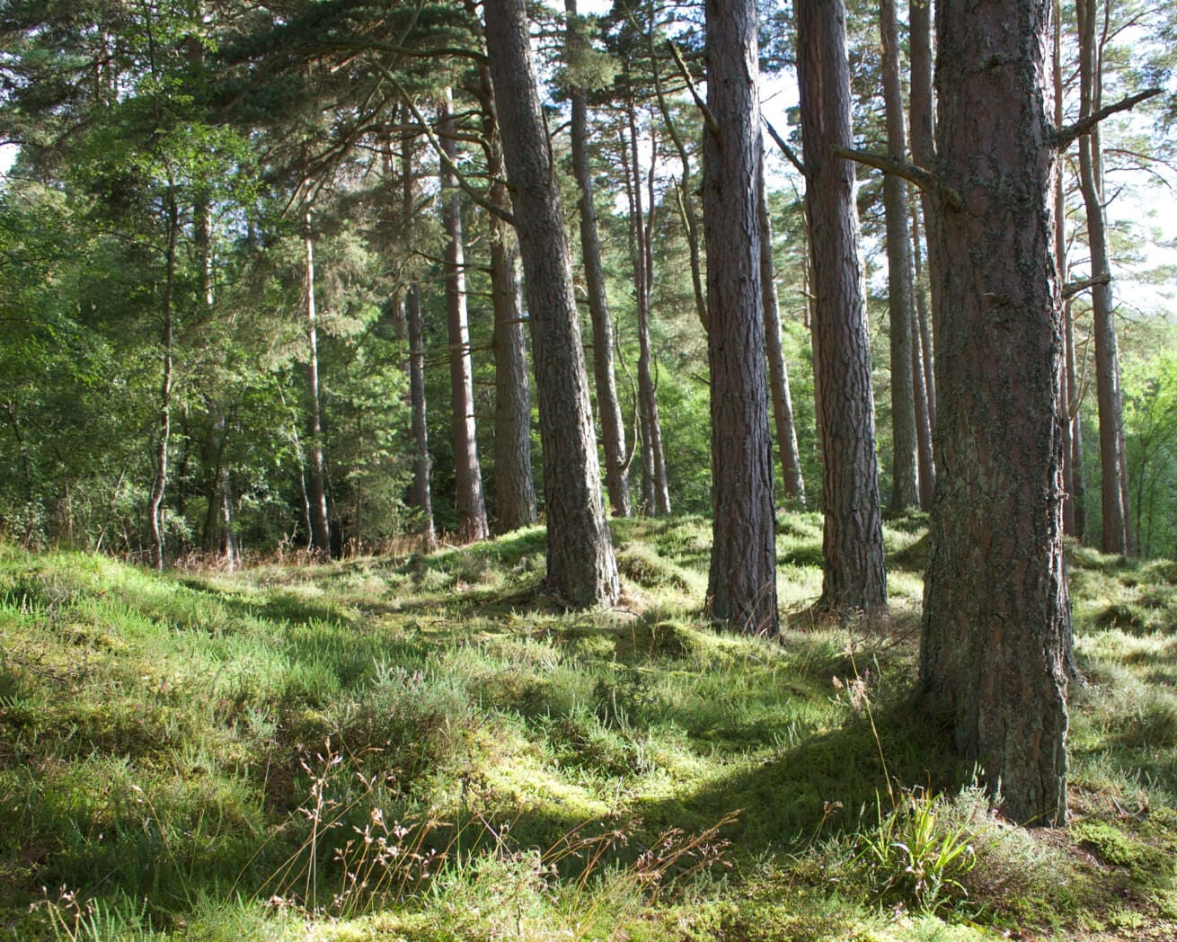 Southeast US forests