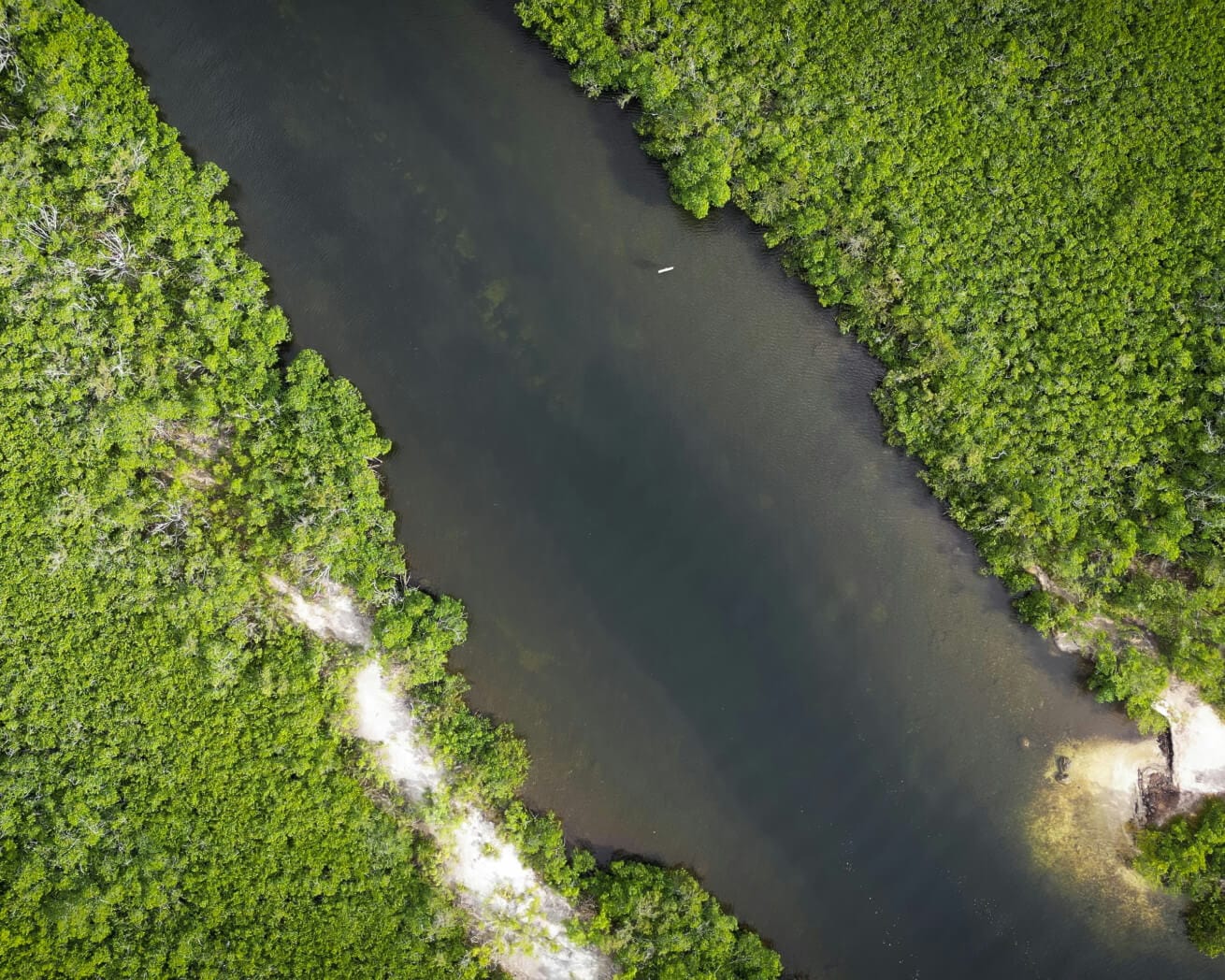 Southeast US Florida landscape