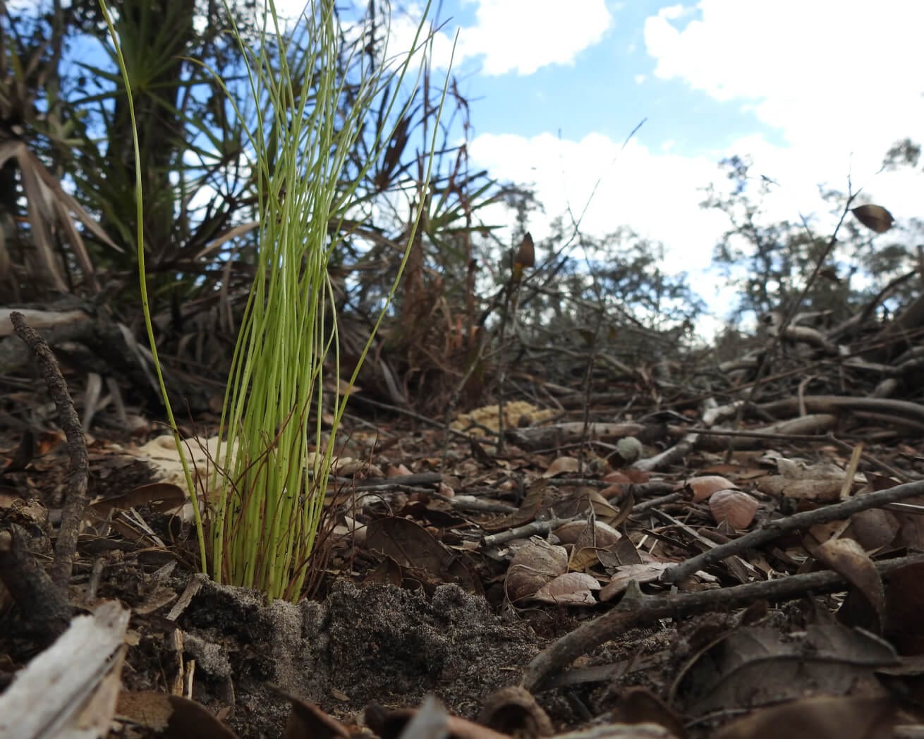 Southeast US sapling planted