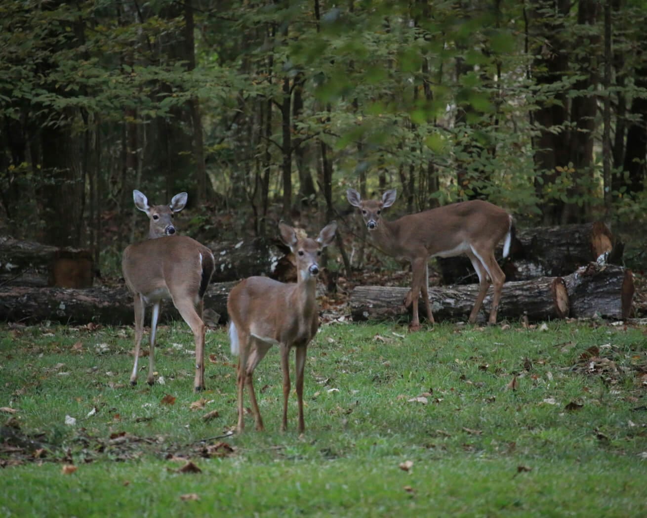 Southeast US wildlife