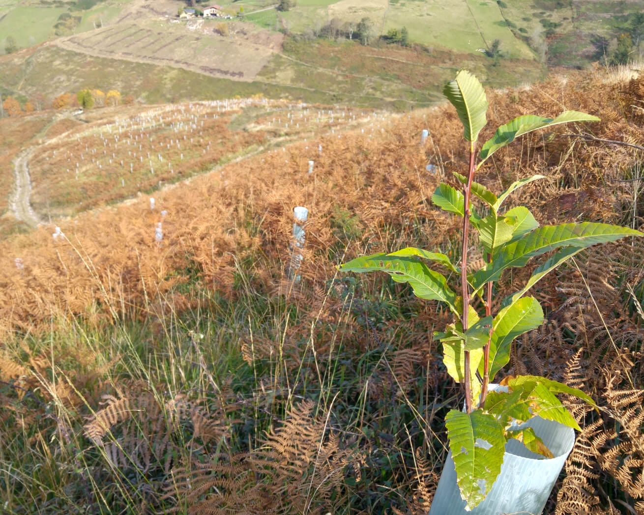 Plant Trees for Impact