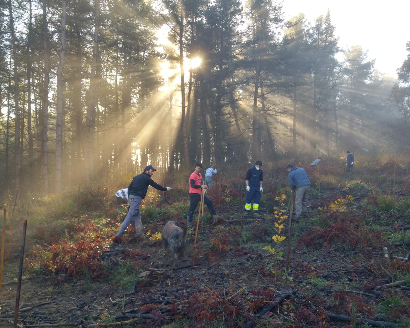 Plant Trees for Impact