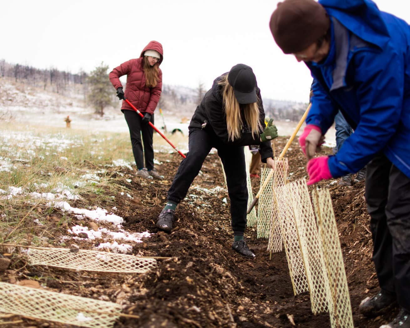 Tree planting in Colorado