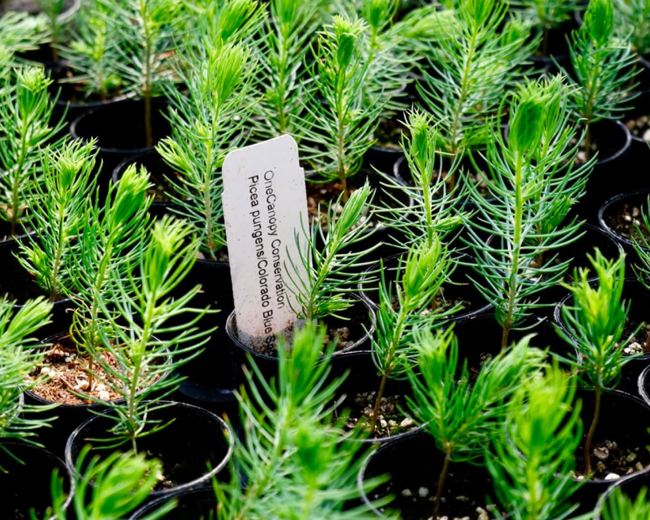 Tree saplings in Colorado