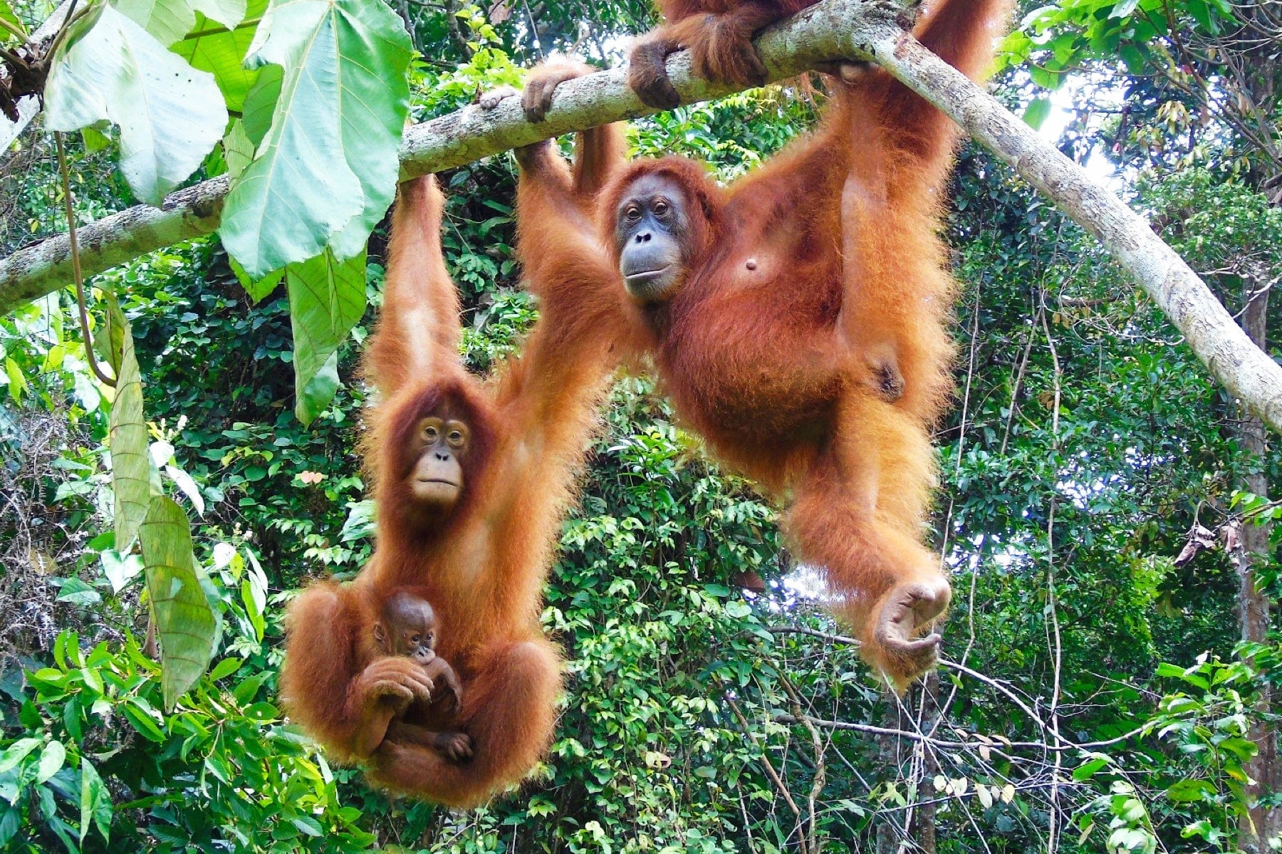 a group of female orangutans with a baby