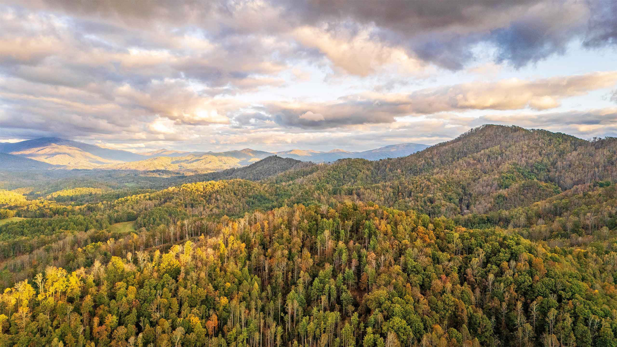 Plant Trees for Impact