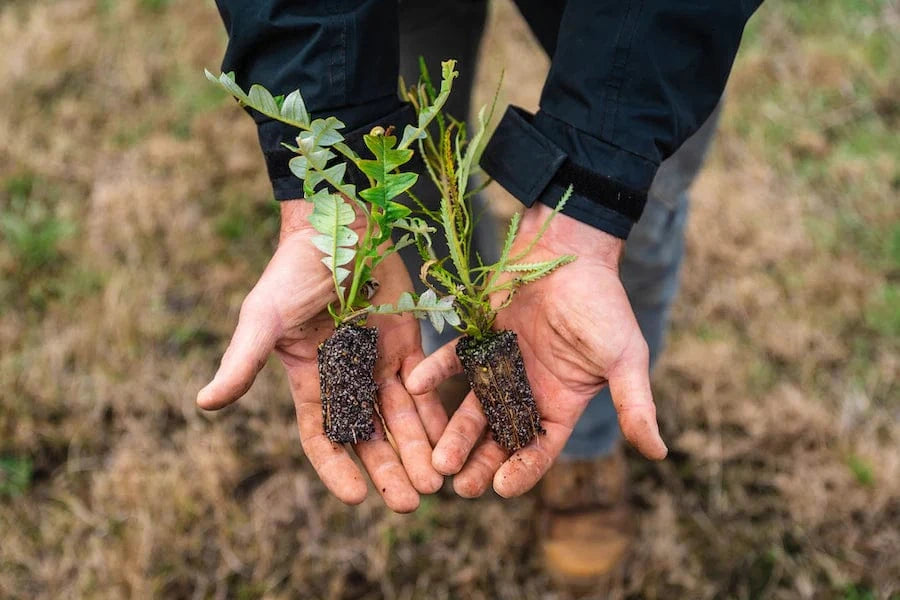 Australia Noongar Reforestation Tree Seedlings