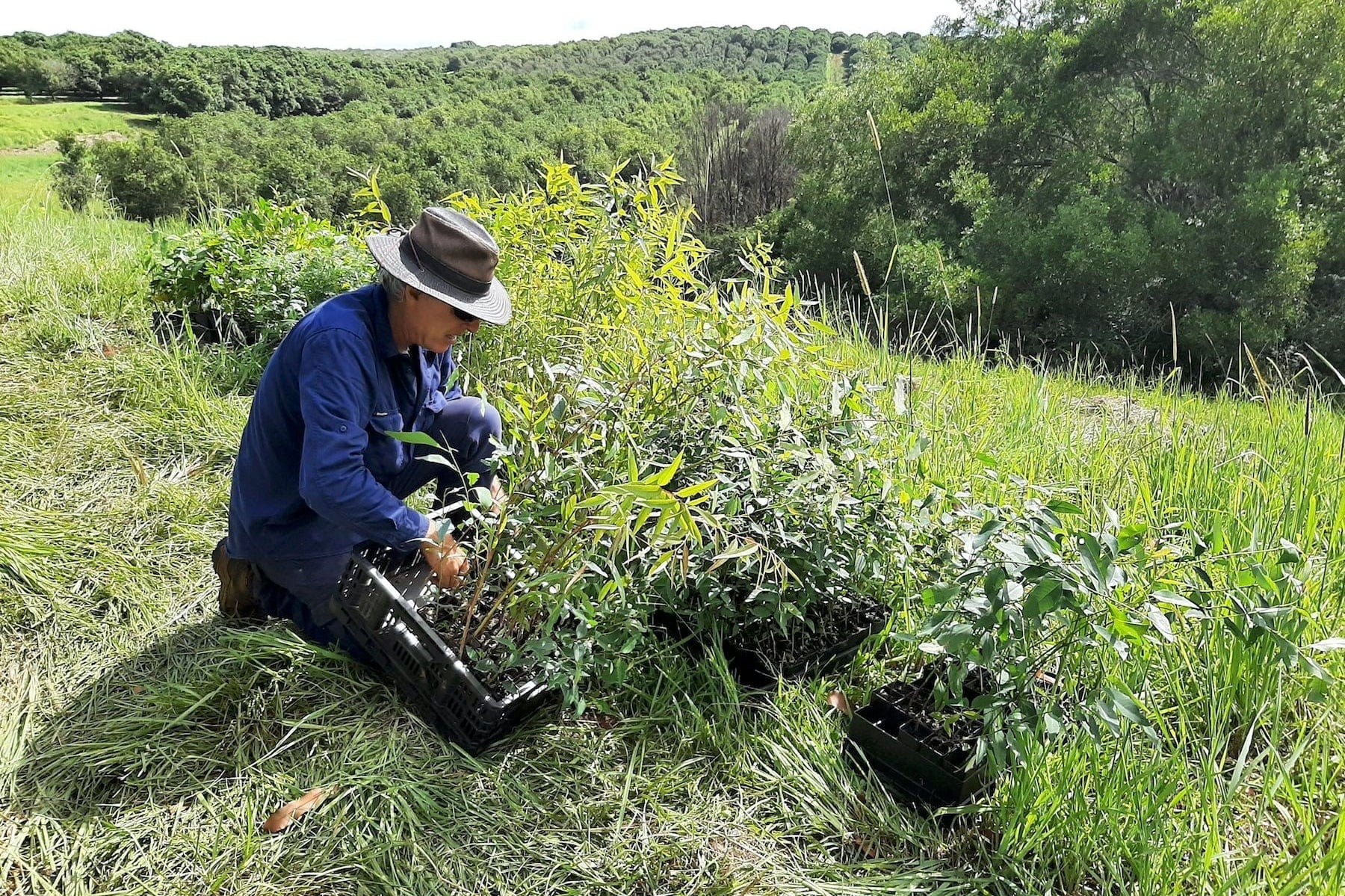 australian man planting trees for bushfire recovery
