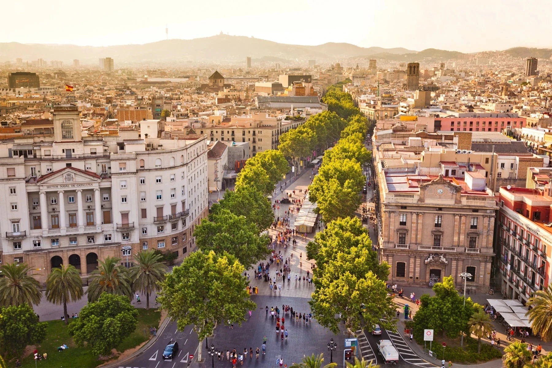 barcelona spain tree lined street