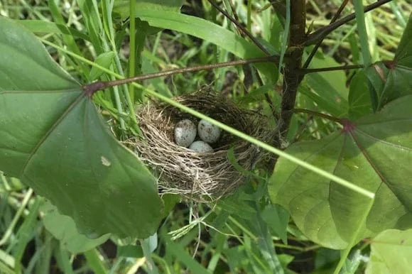 brazil birds nest biodiversity