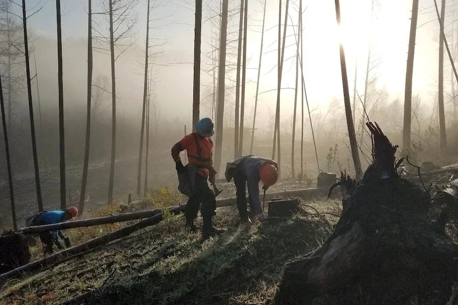 california forest fire restoration