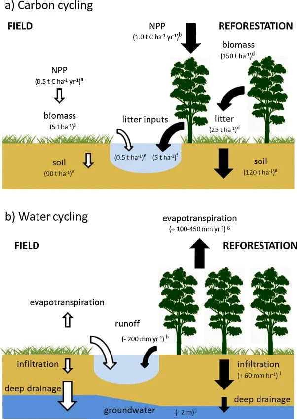 carbon cycling