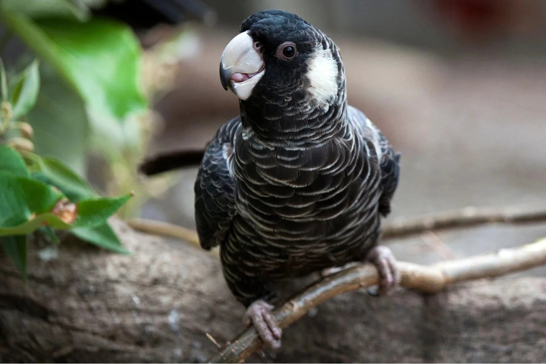 carnabys black cockatoo