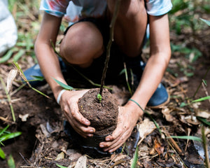 Planting a tree sapling