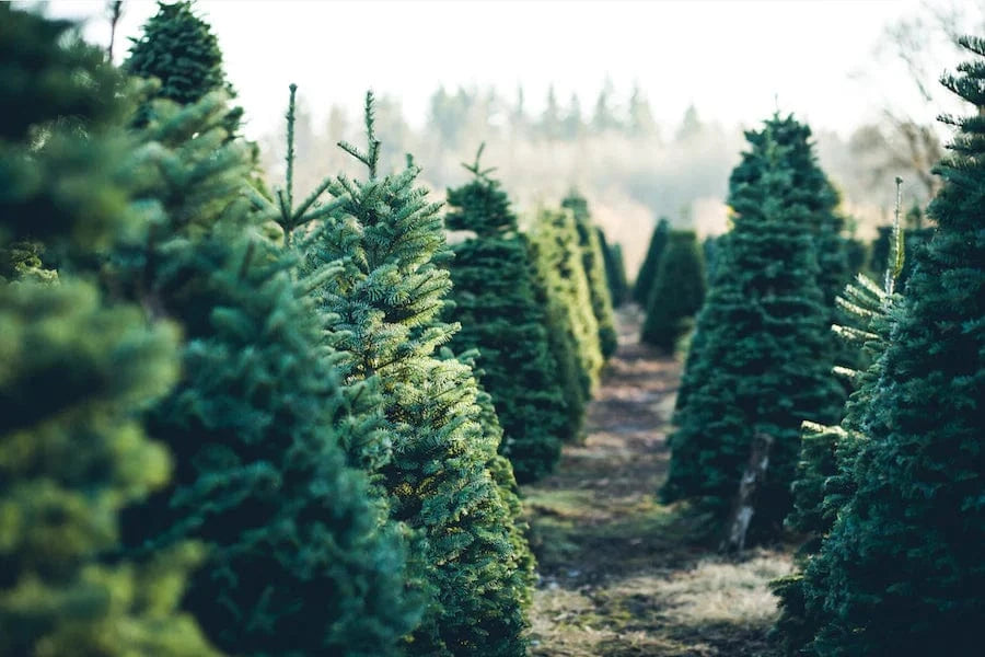 christmas tree farm