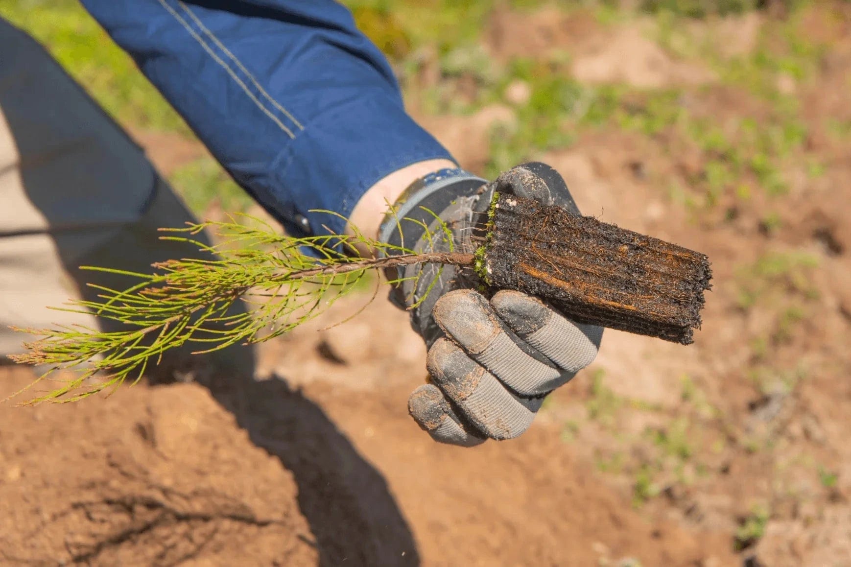 close up seedling australia bushfire