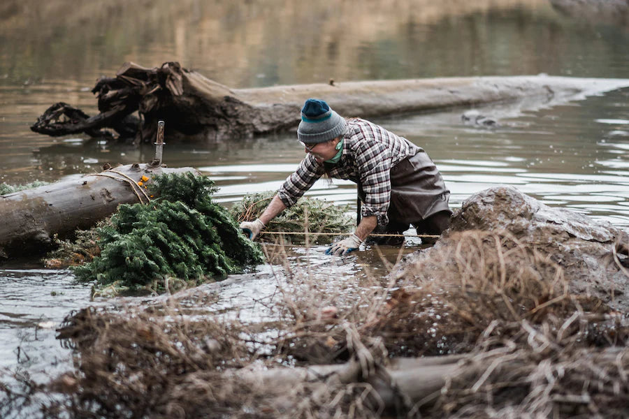 conservationist creating riparian buffer with christmas tree