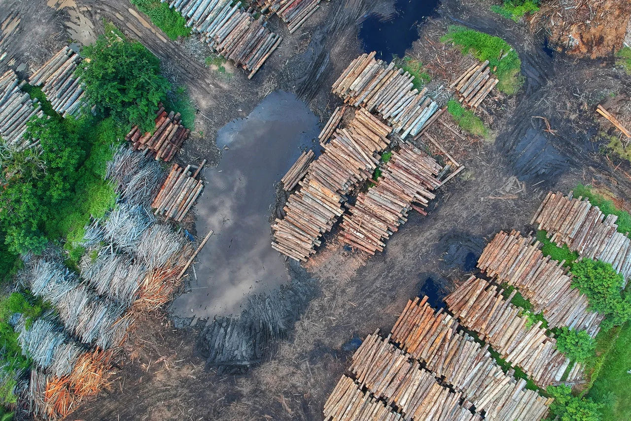 deforestation logging