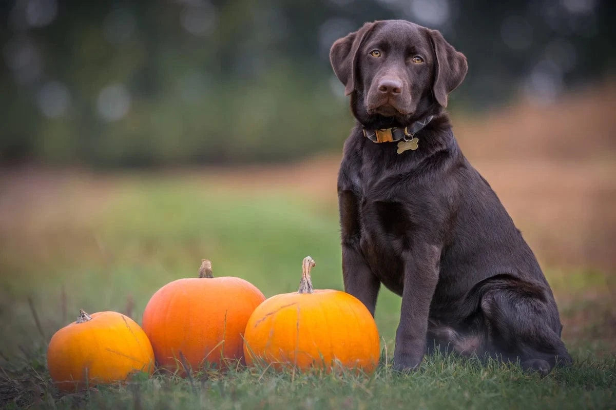 dog and pumpkins