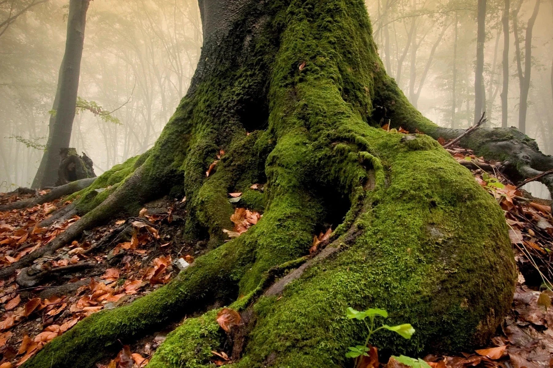 epic tree roots