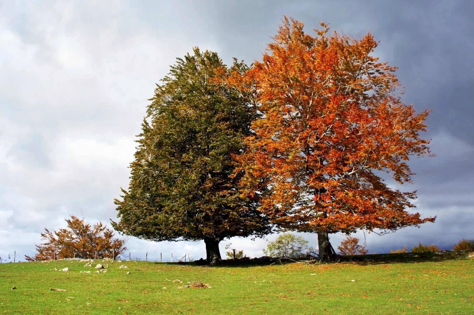 evergreen deciduous trees