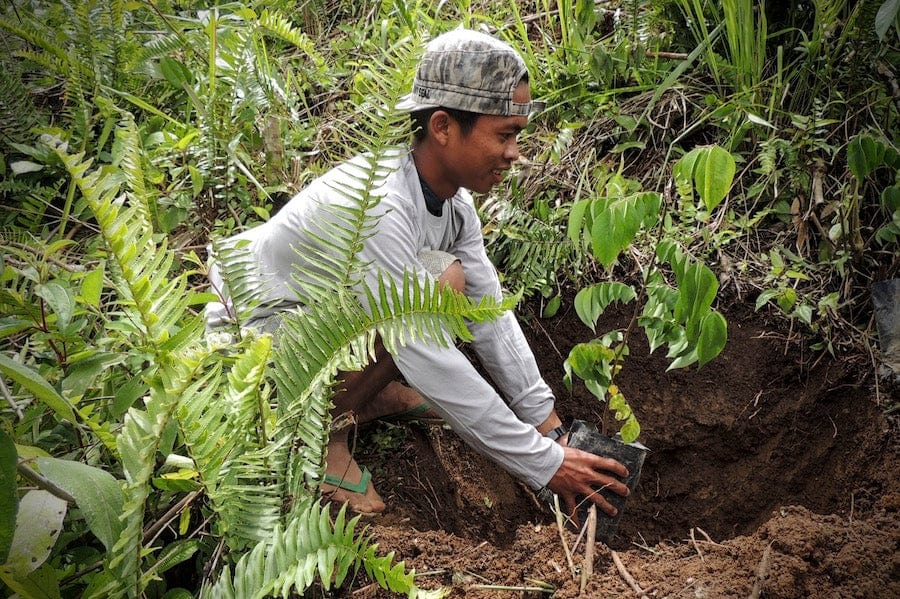 farmer planting tree indonesia