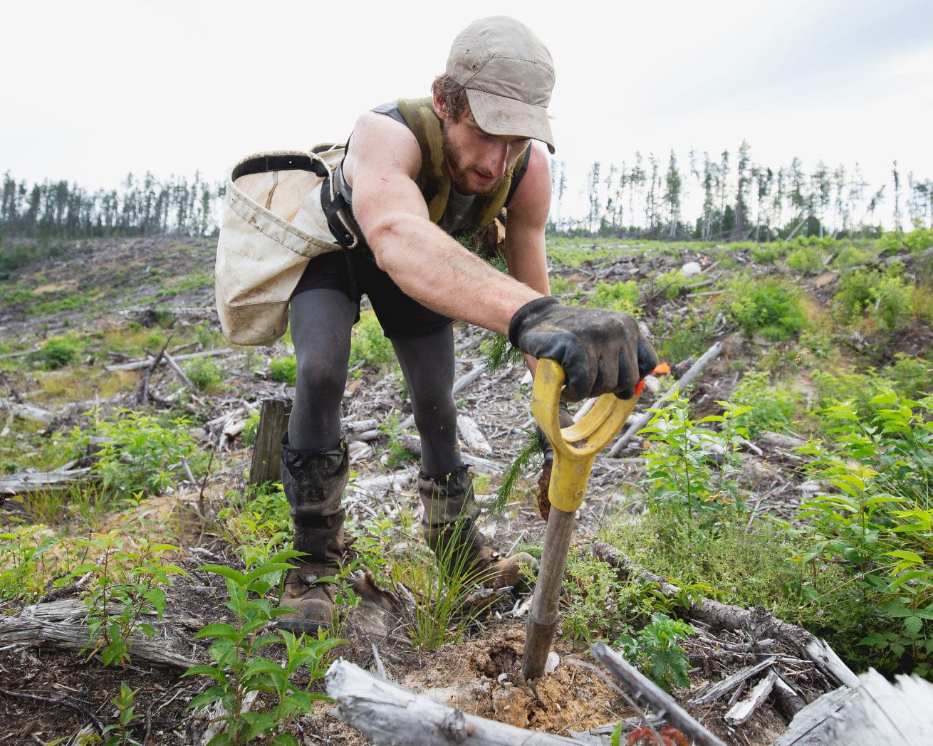 Forest Fire Recovery tree planter planting tree