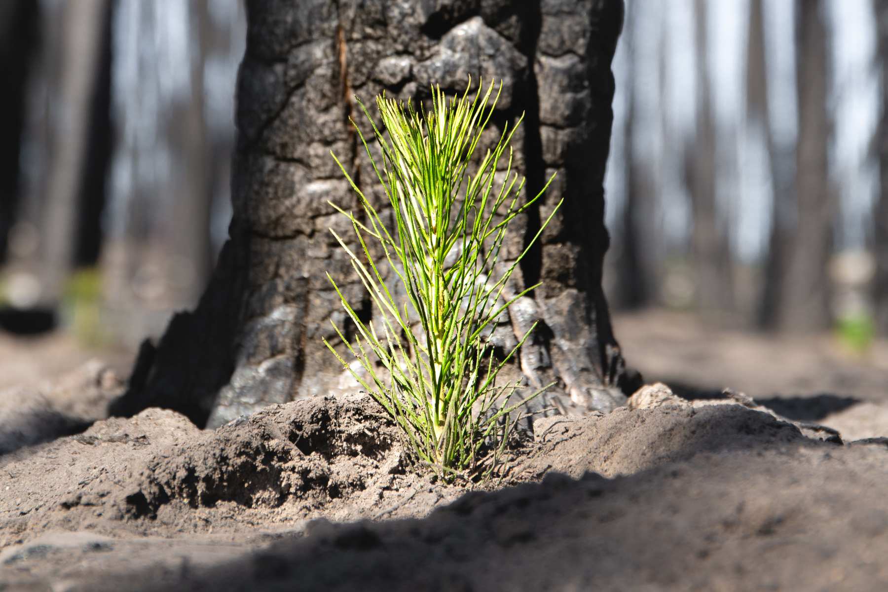 forest fire restoration sapling