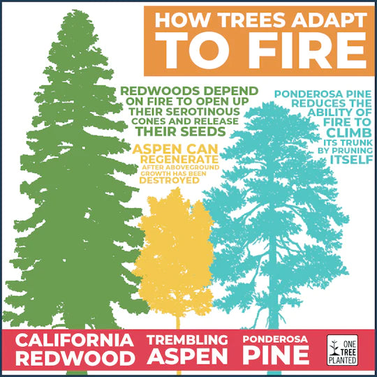forest fire ecology trees