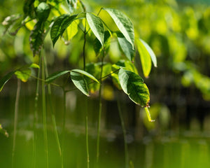 Green leaves