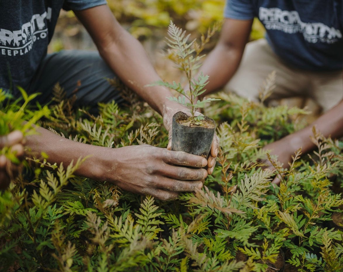 Hands of tree planters