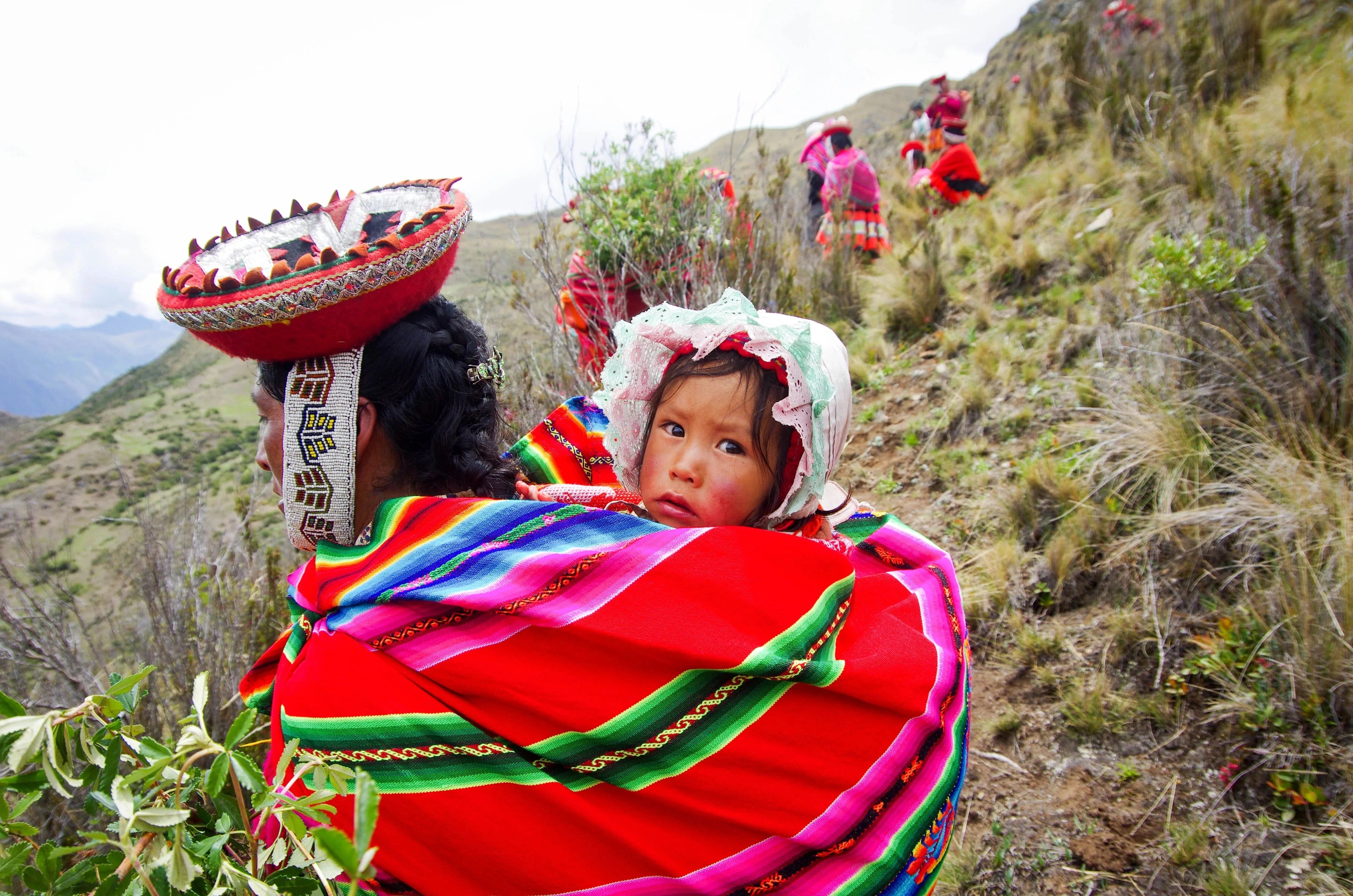 High Andes Polypis Forest