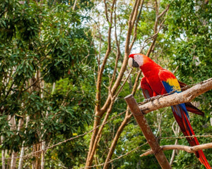 Macaw in Honduras