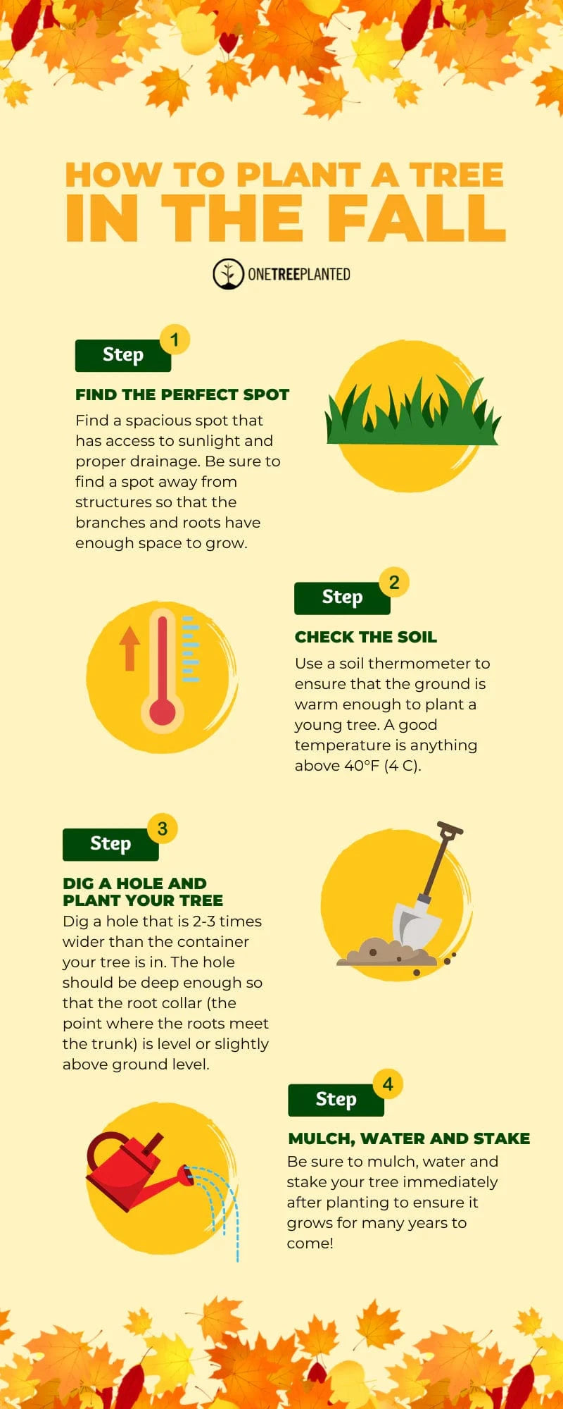 infographic how to plant trees in the fall