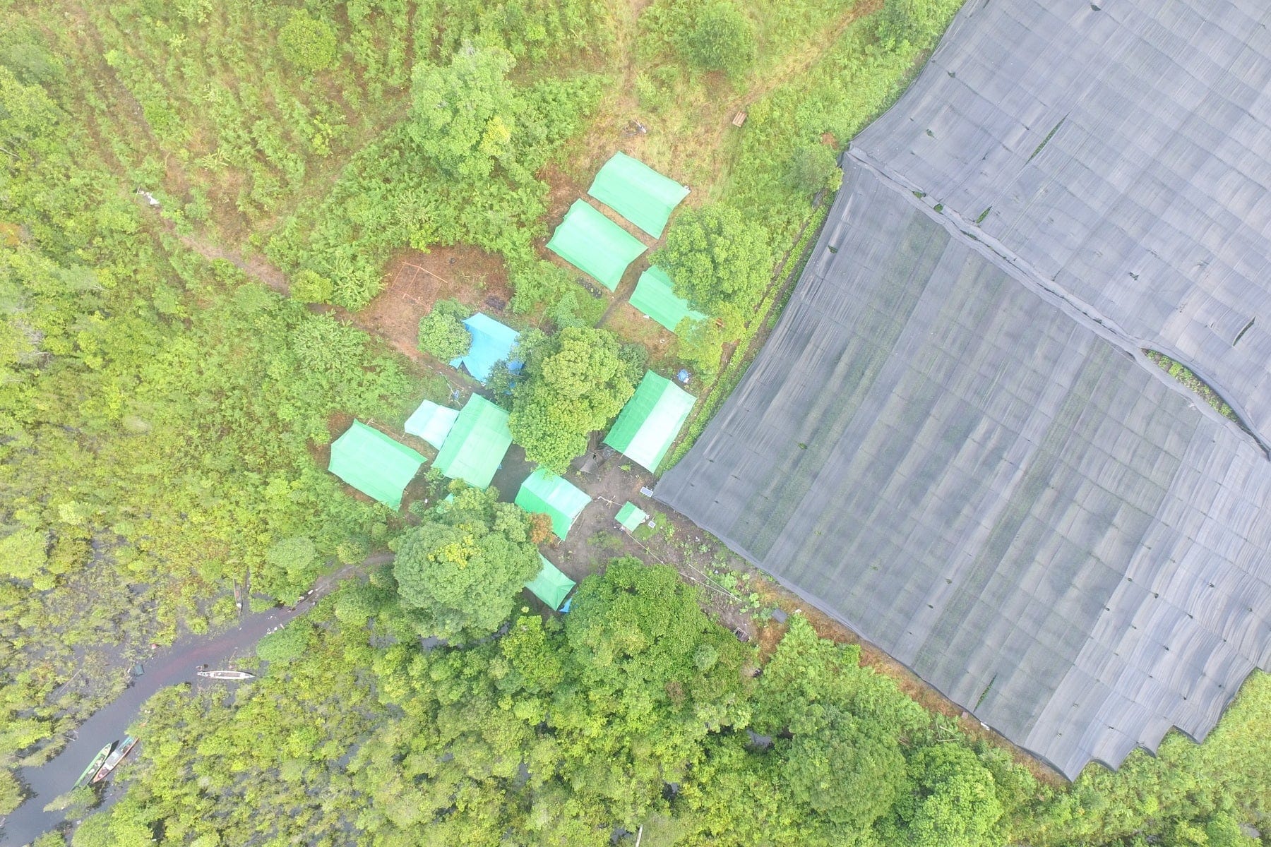 kalimantan tree nursery
