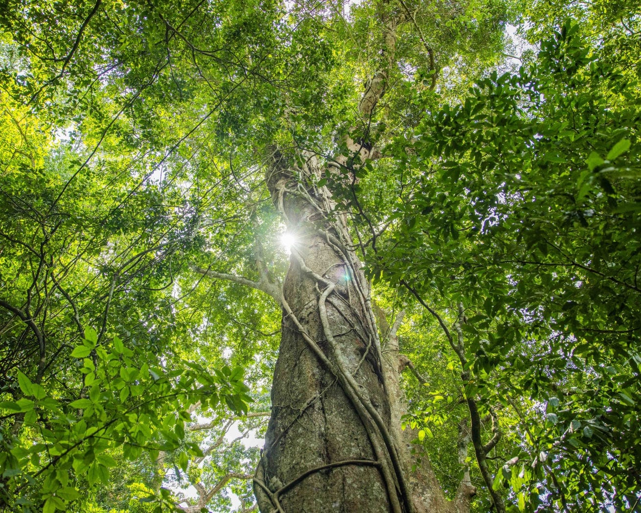 Plant Trees for Impact