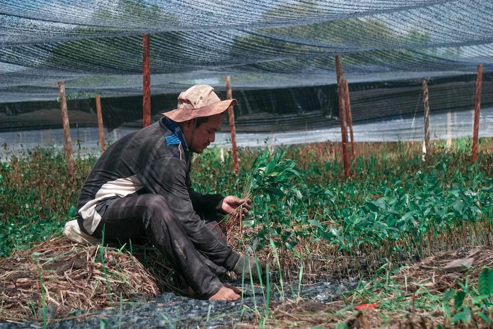 local man planting seeds