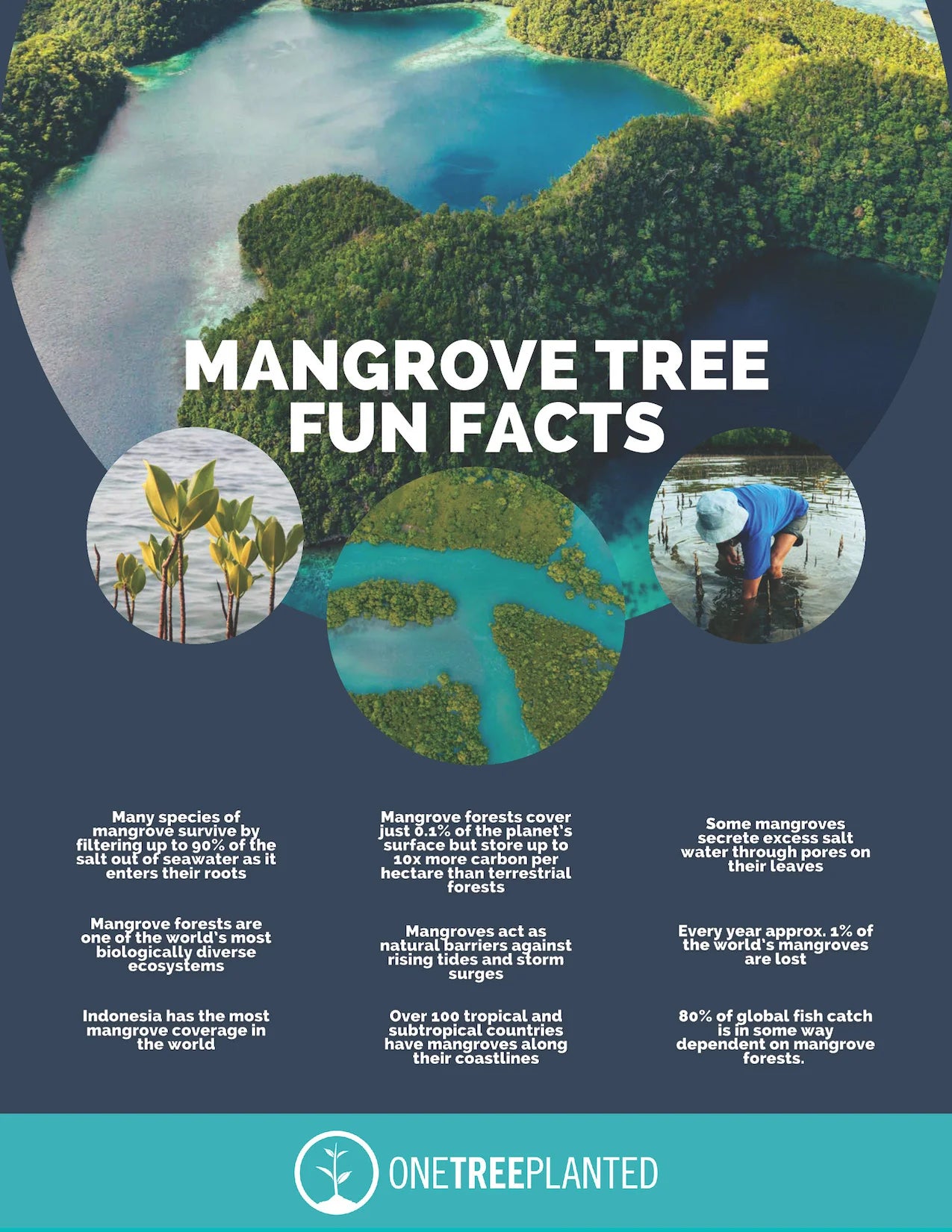 mangrove infographic