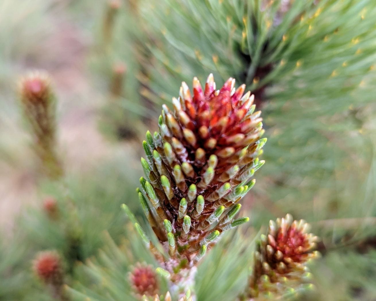 Plant in Mexico