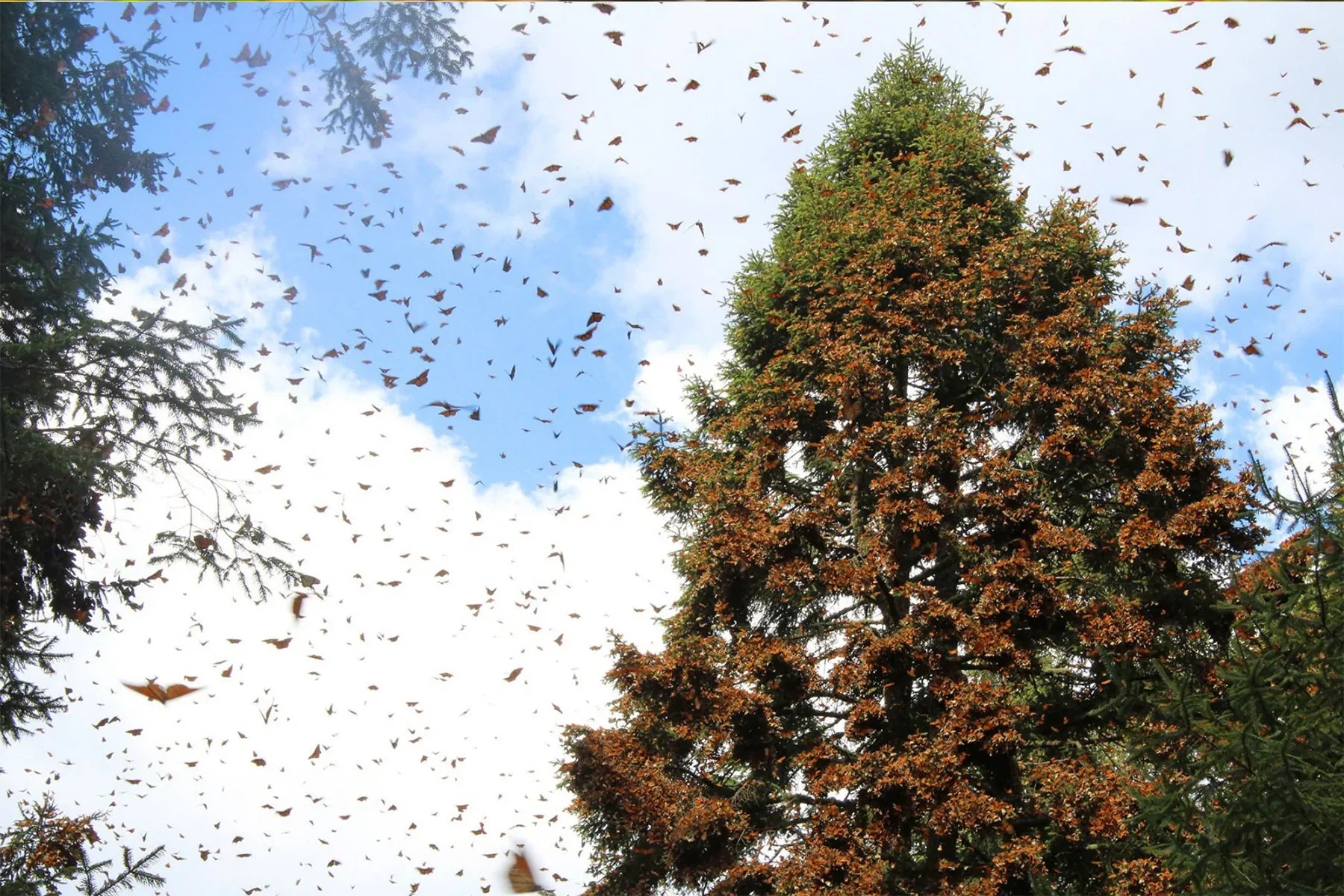 monarch butterflies landing on tree migration