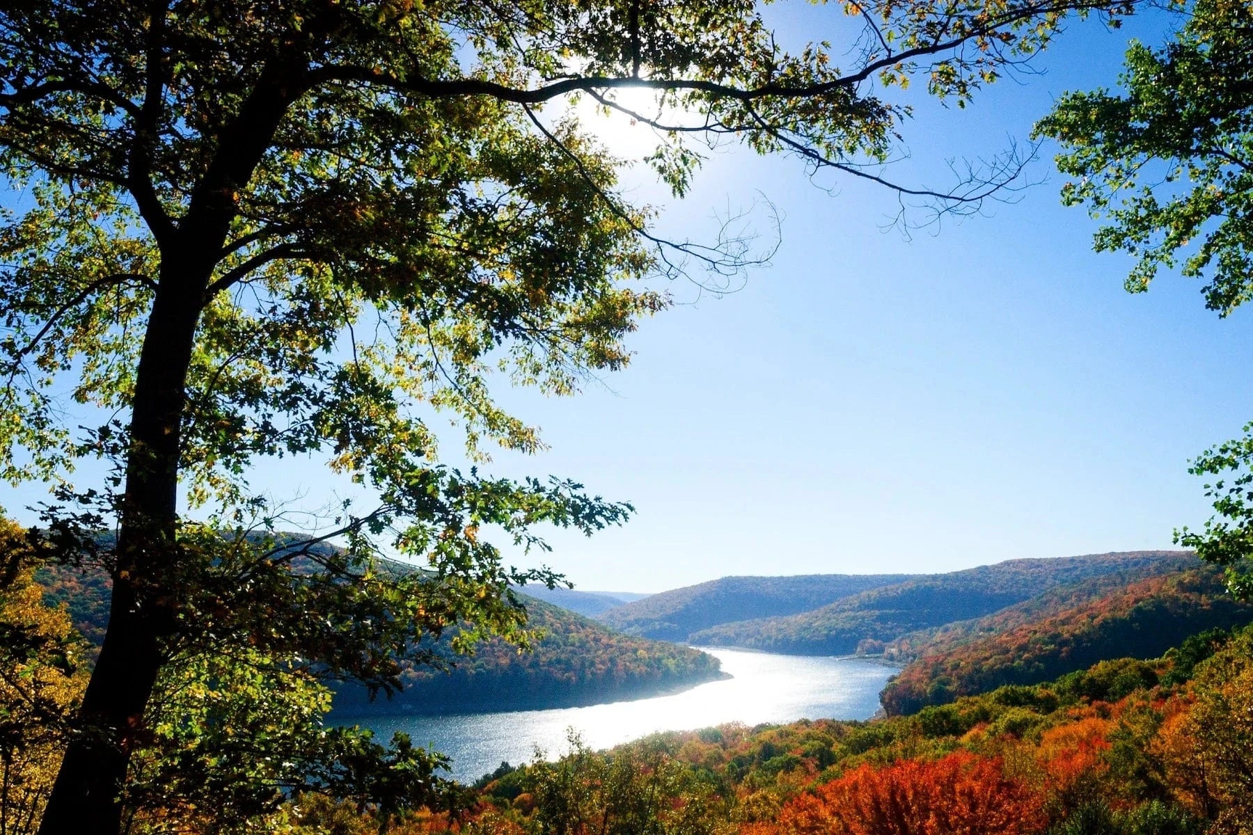 national forest aerial view