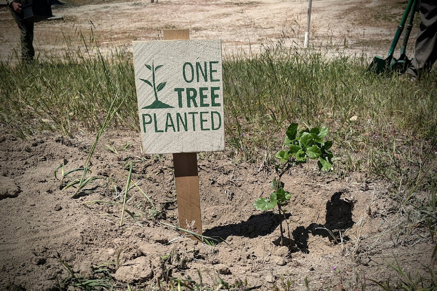 one tree planted sign next to new tree