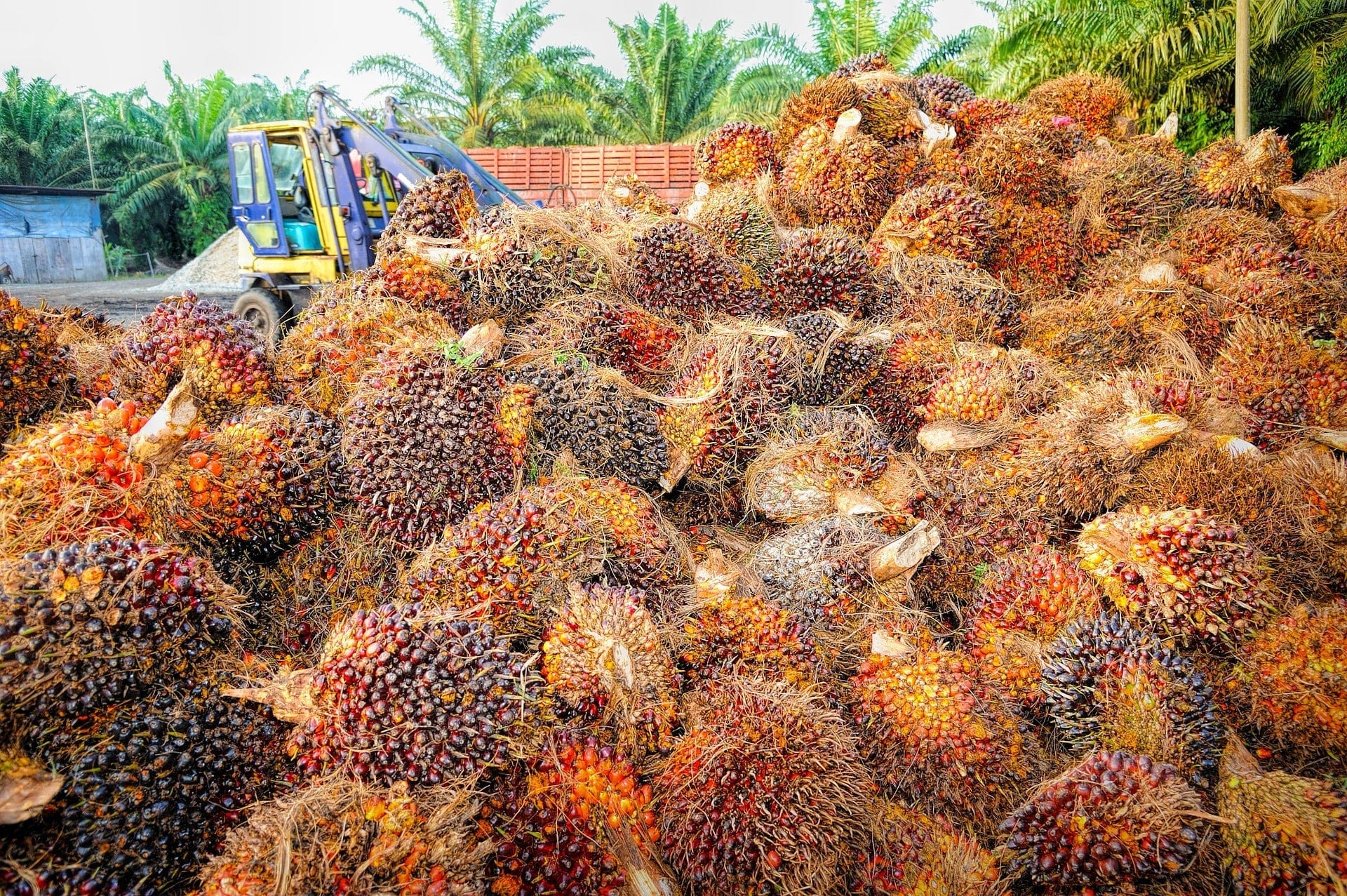 palm oil tree