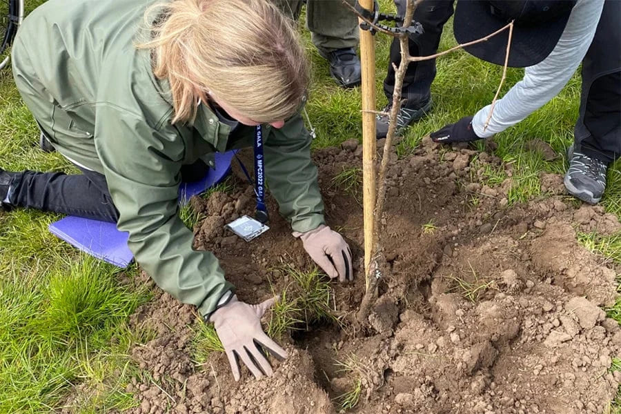 peaker planting tree