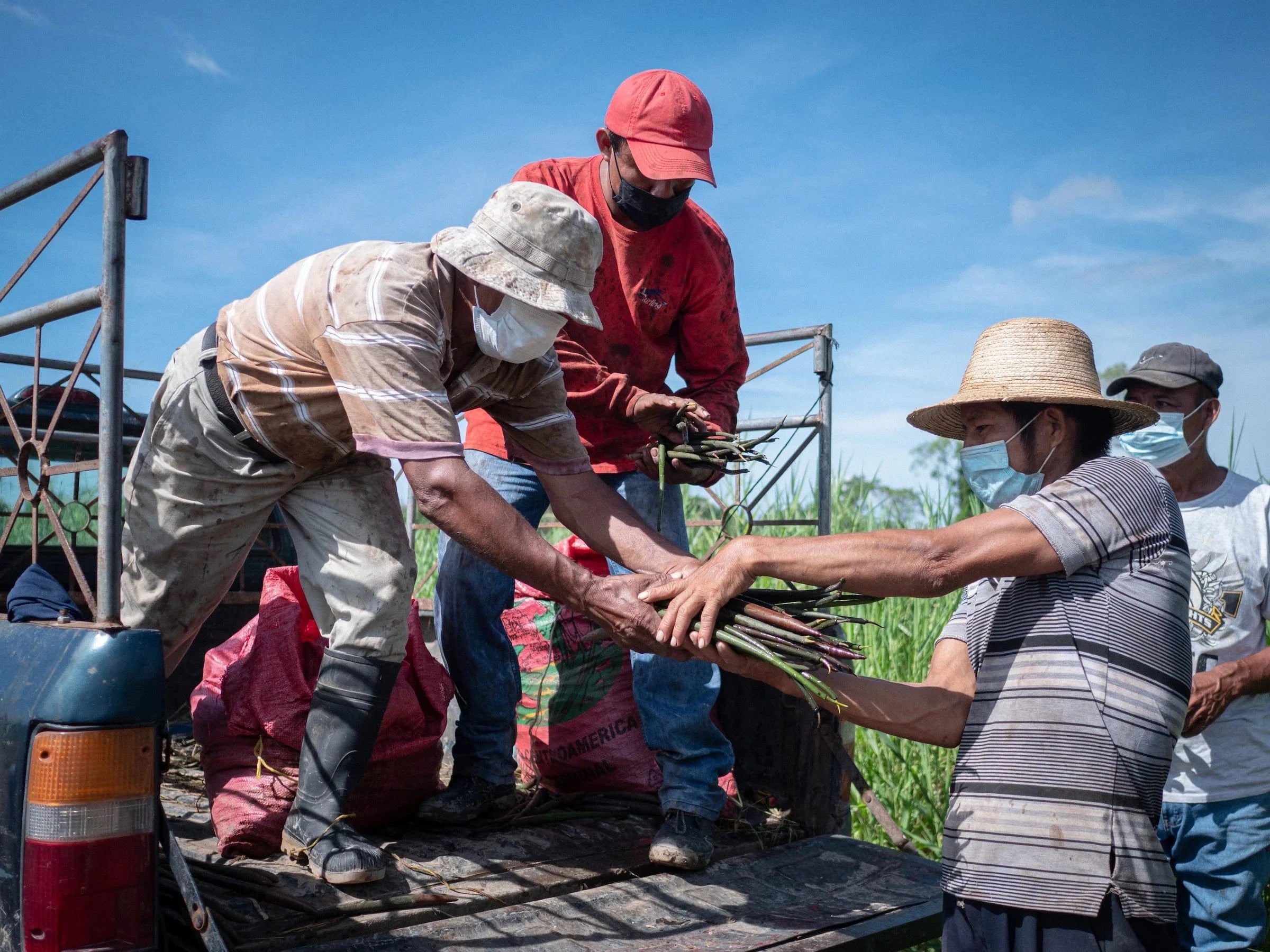 people planting trees