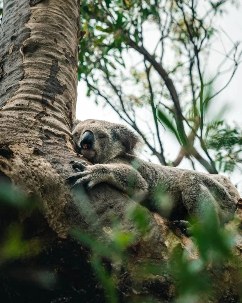 Koala in tree