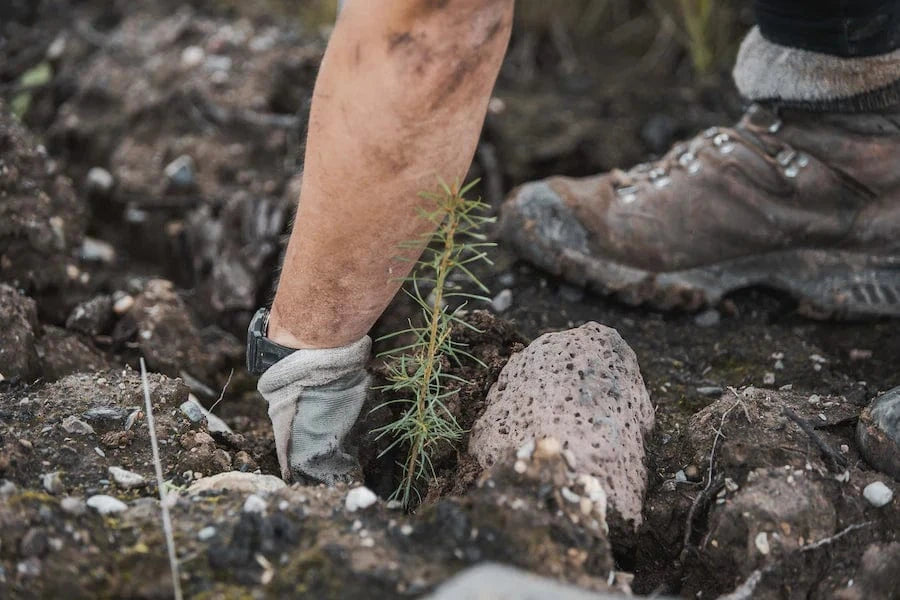 planting tree british columbia