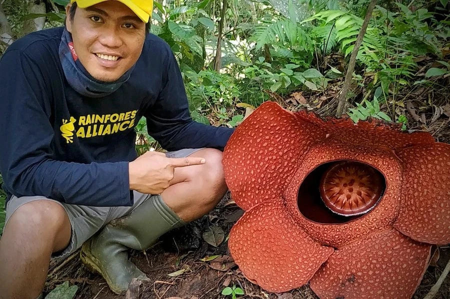 reforestation flower indonesia reforestation