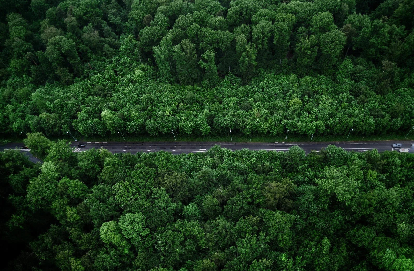road in middle of forest